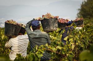 Dibattito su ''Lavoro nero e i nuovi schiavi in agricoltura''