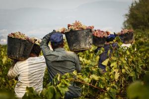 INDAGINE SU “NUOVI SCHIAVI” IN AGRICOLTURA
CHIESTA AUDIZIONE ALLA COMMISSIONE ANTIMAFIA